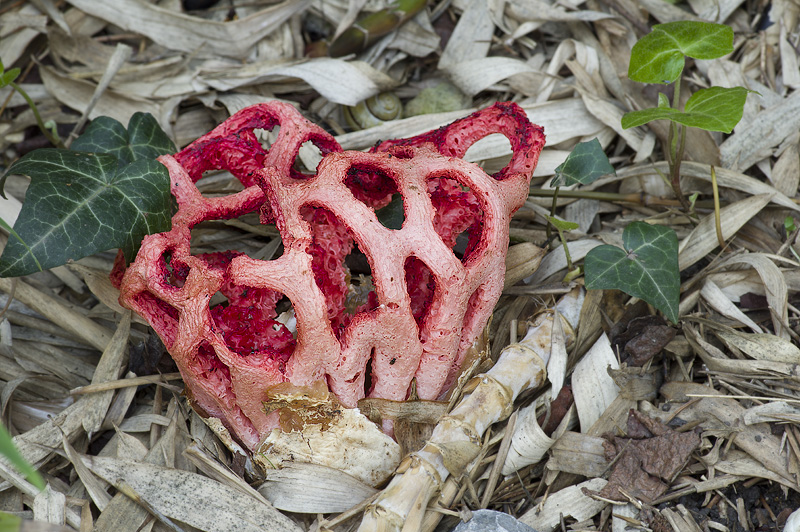 Clathrus ruber